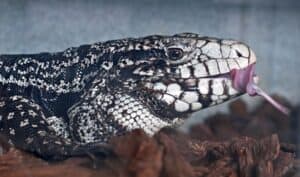 What do Argentine tegus eat?