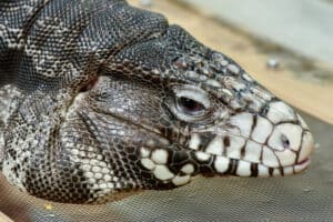 Which is better between the Argentine tegu and the red tegu?