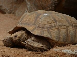 how big to sulcata tortoises get? 