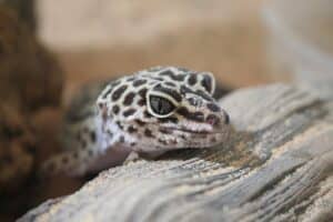 Leopard gecko temperament 