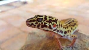 how big do leopard geckos get? 