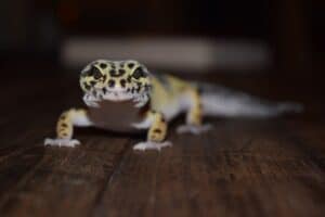 how long do leopard geckos live in captivity? 