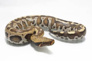 how long do blood pythons live? 