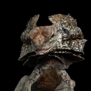 What do frilled dragons eat? 