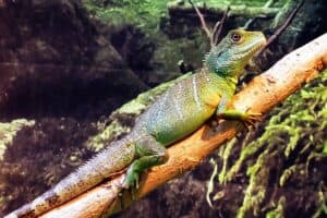 How big do Chinese water dragons get? 