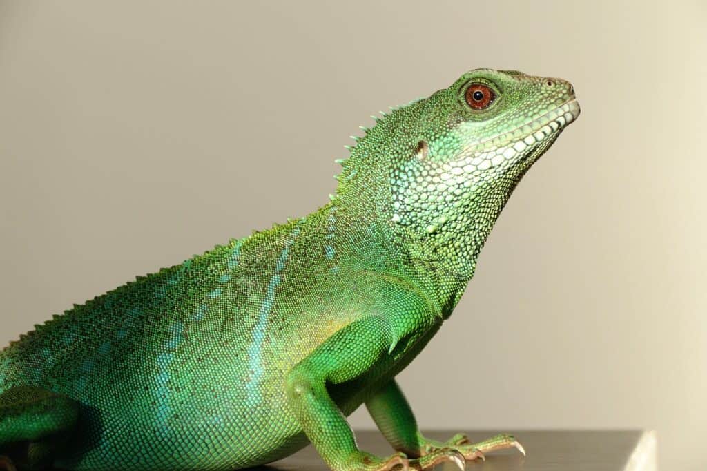 full grown male chinese water dragon