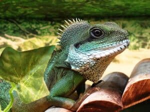 Are Chinese water dragons friendly? 