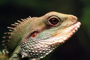 What do Chinese water dragons eat? 
