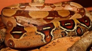 how long do red-tailed boas live? 