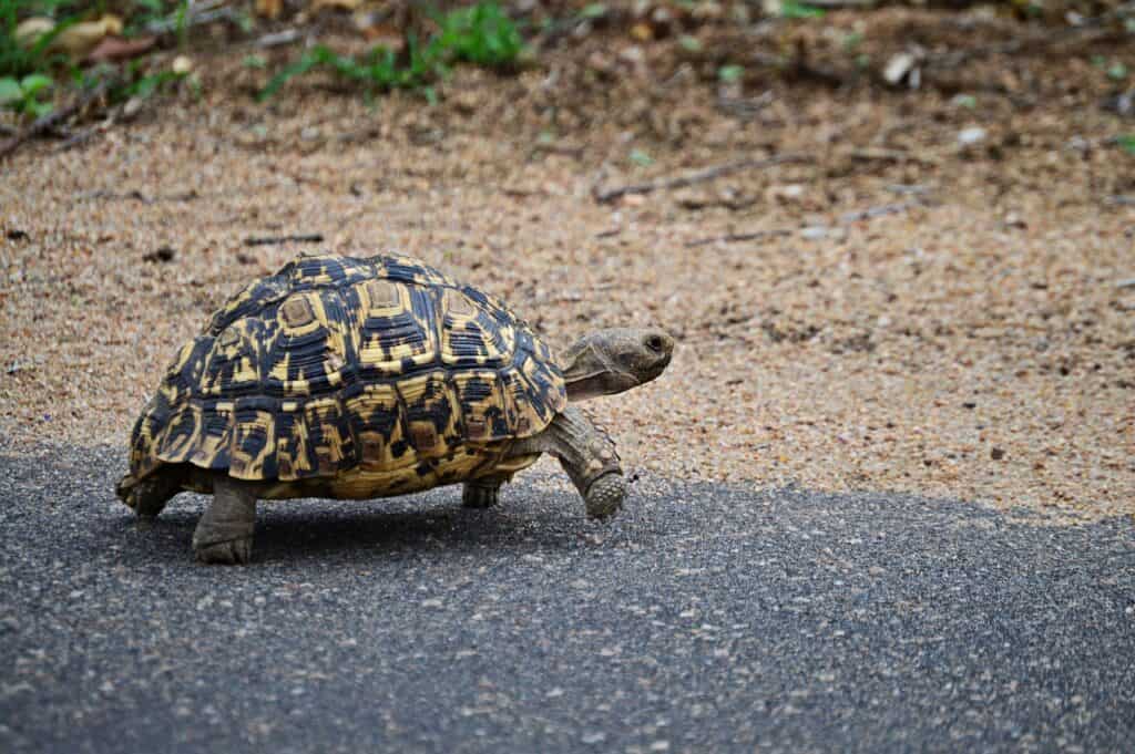 How big do leopard tortoises get? 