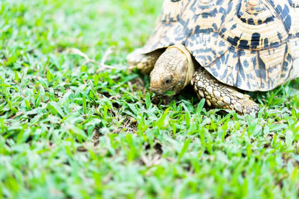 What do leopard tortoises eat? 
