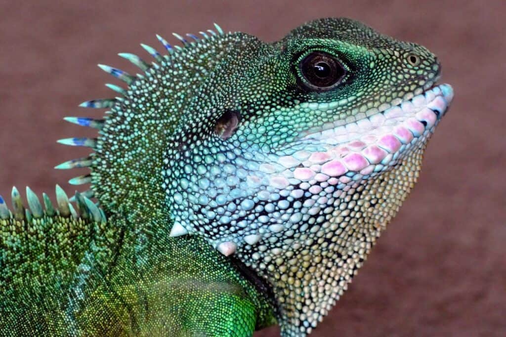 Caring for Chinese water dragon