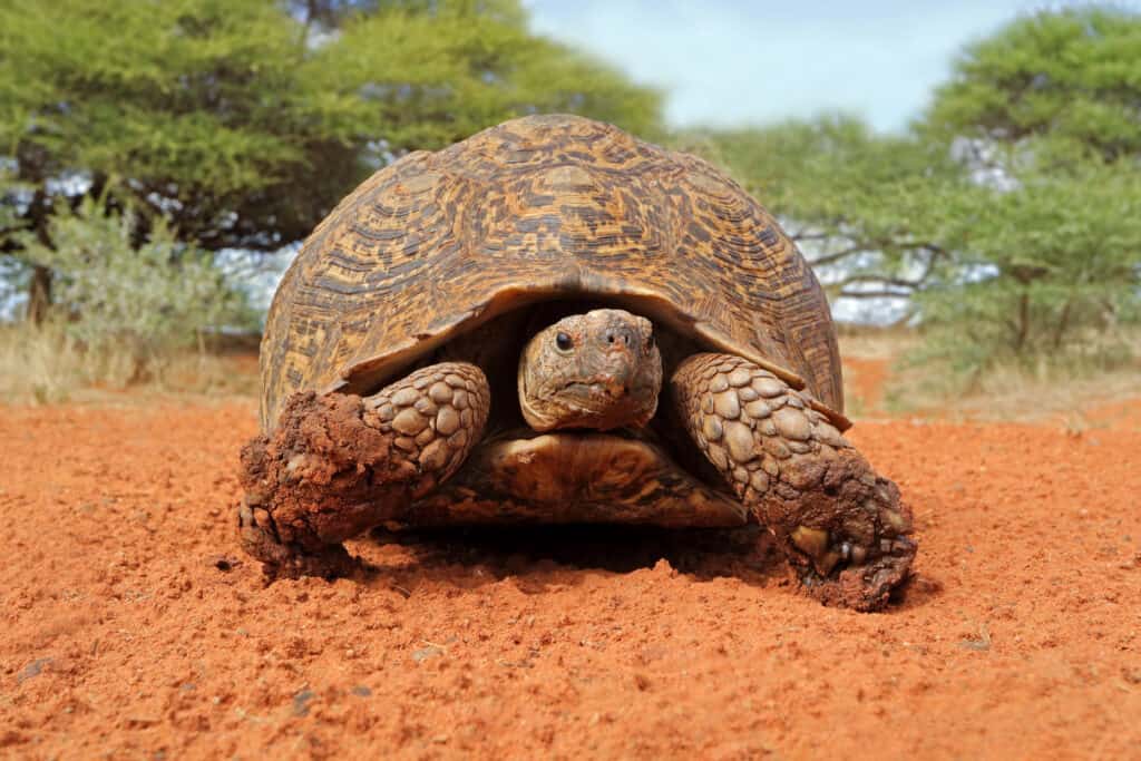 Do leopard tortoises make good pets?