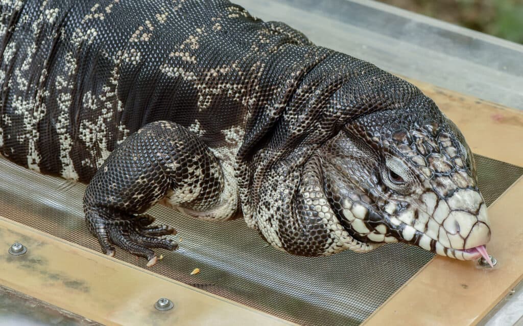 What size enclosure do you need for an Argentine tegu? 