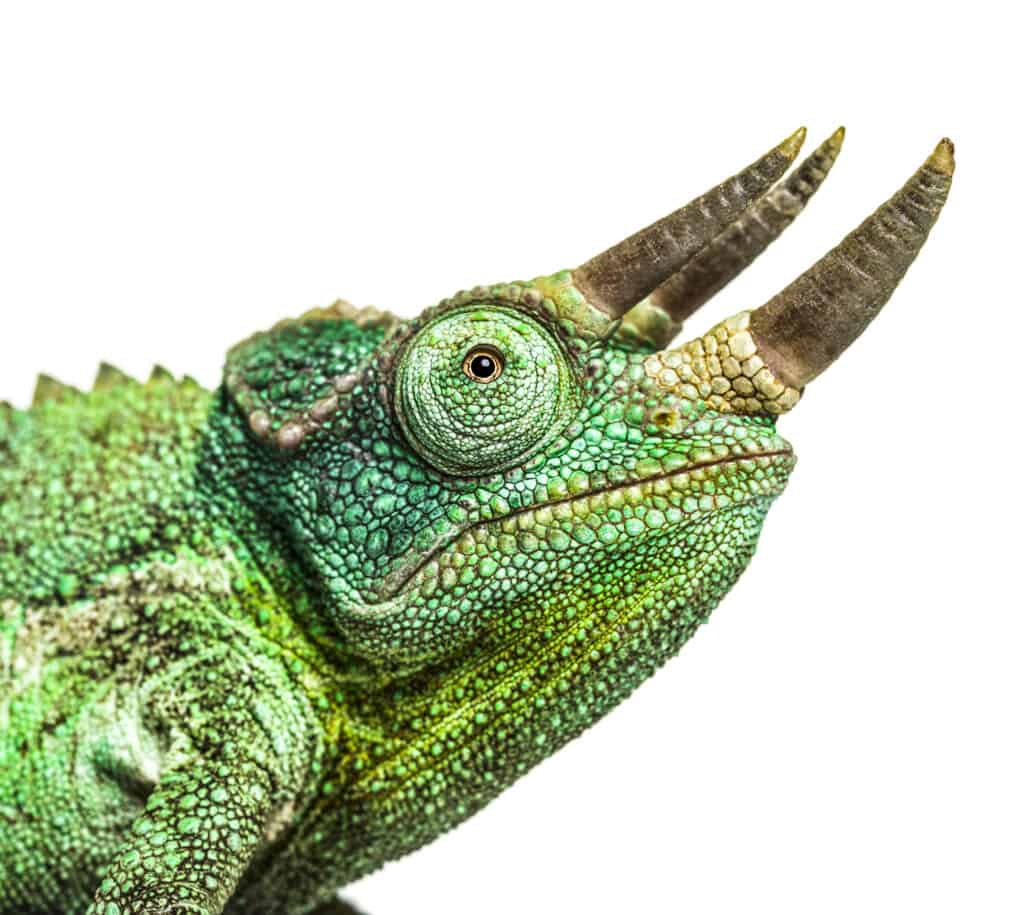 Chameleon with horns