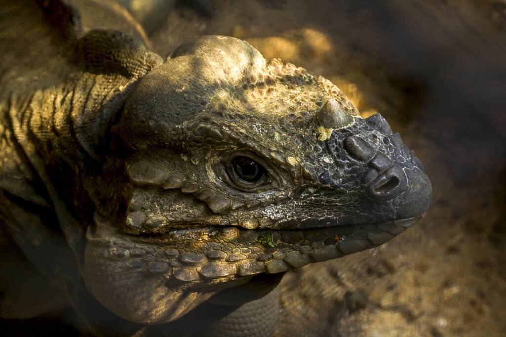 how long do rhinoceros iguanas live? 