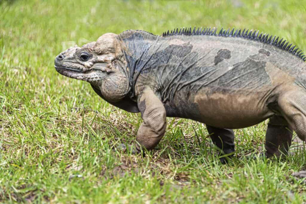 rhinoceros iguana size 