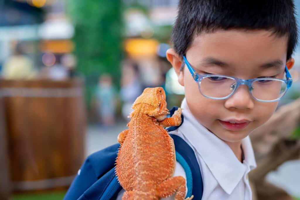 Best pet lizards for kids