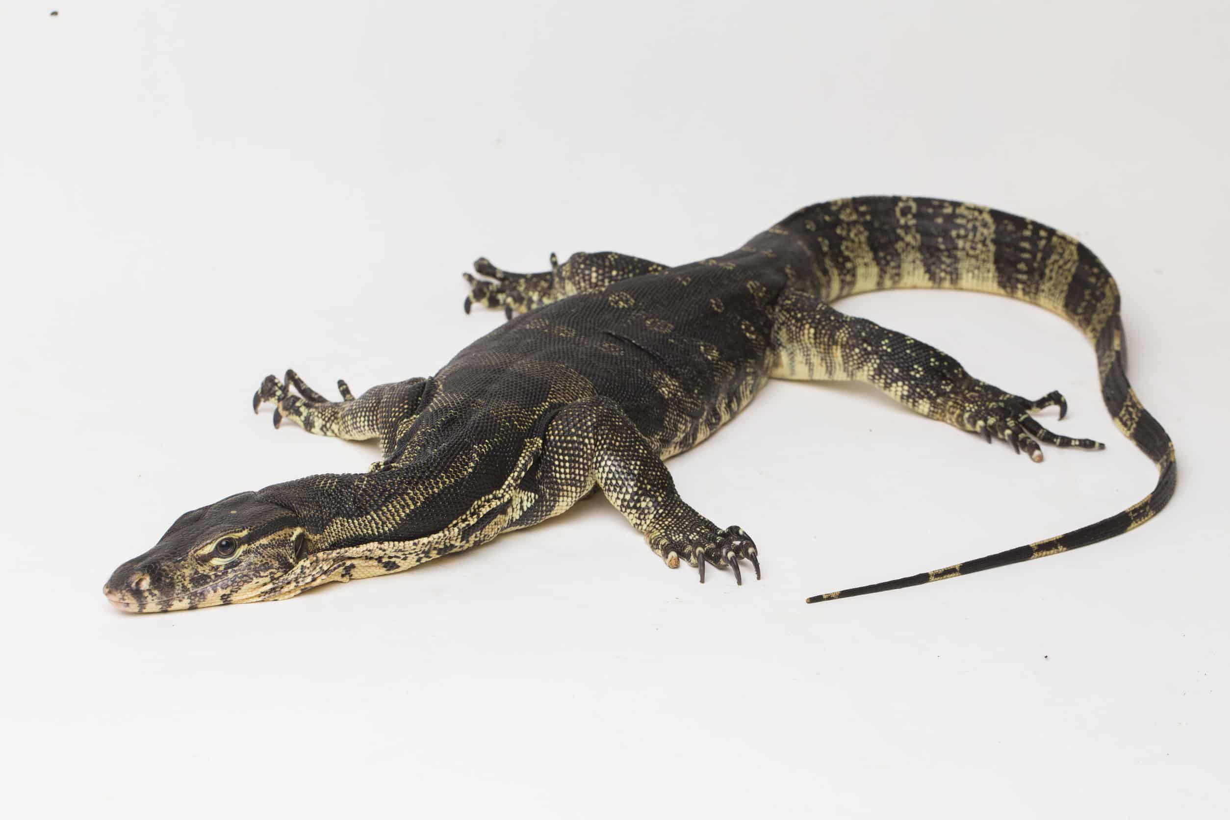 9 Best Large Lizards to Keep As Pets - Reptile School