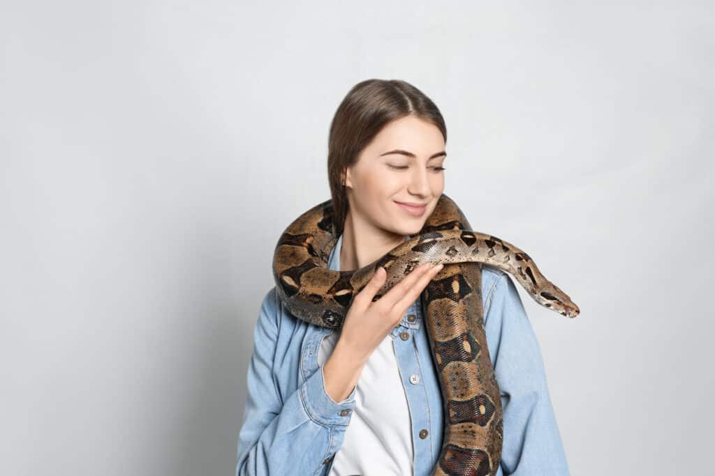 Best pythons and boas as pets