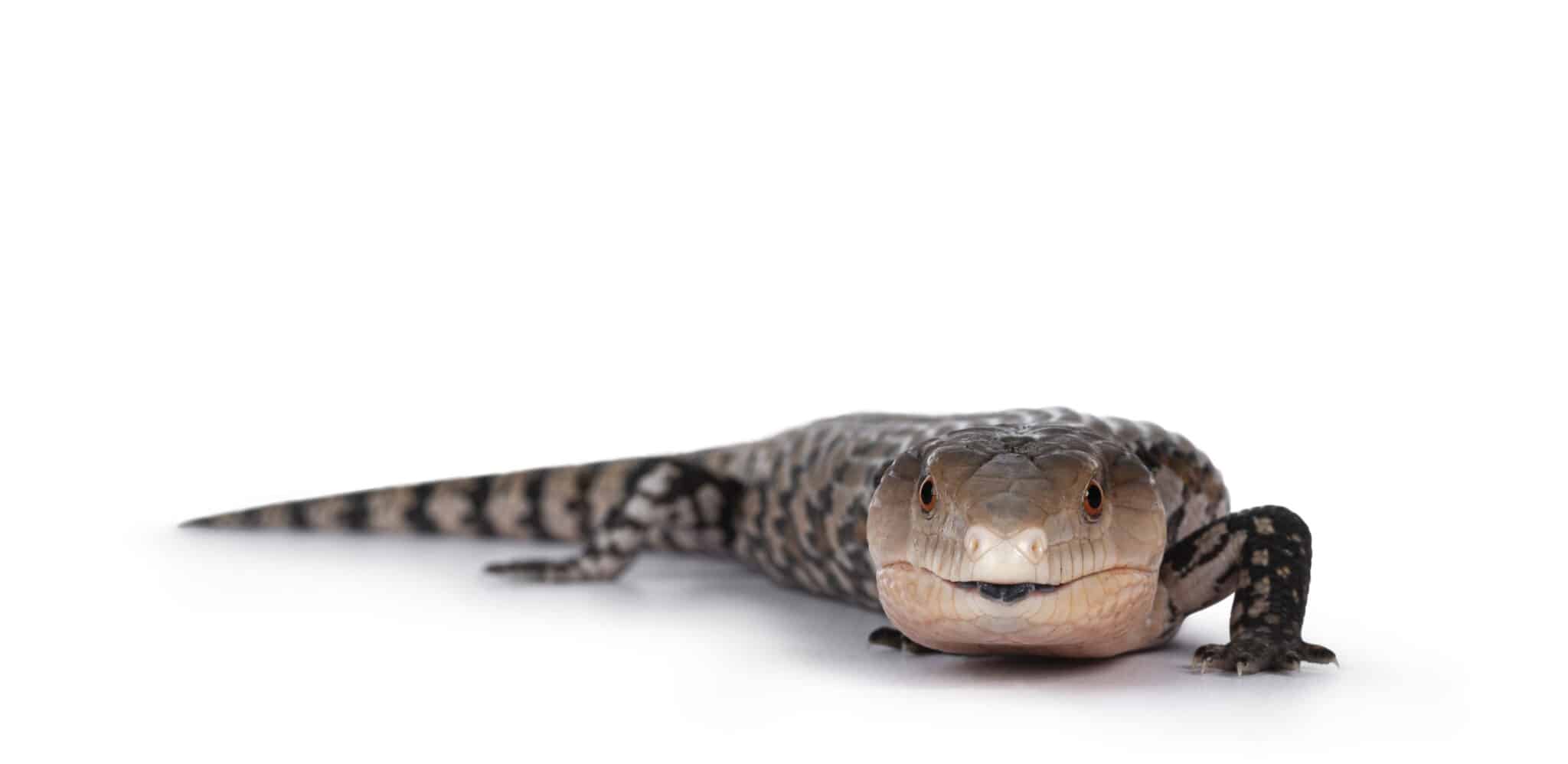 Best Pet Lizards For Kids 15 Amazing Lizards Your Kids Will Love!