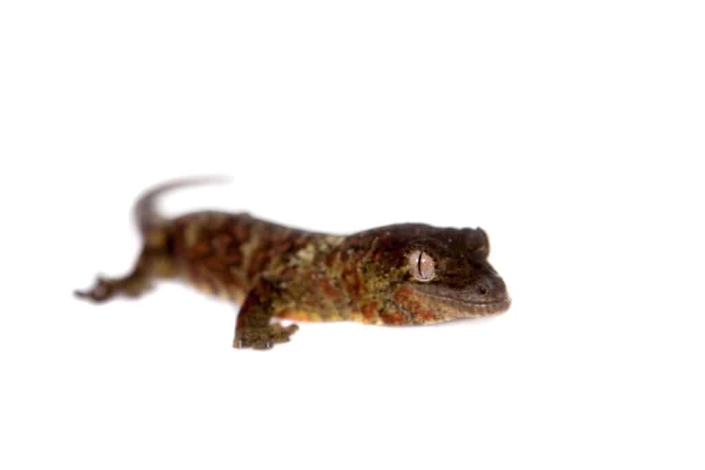 Cool Looking Gecko For Kids 
