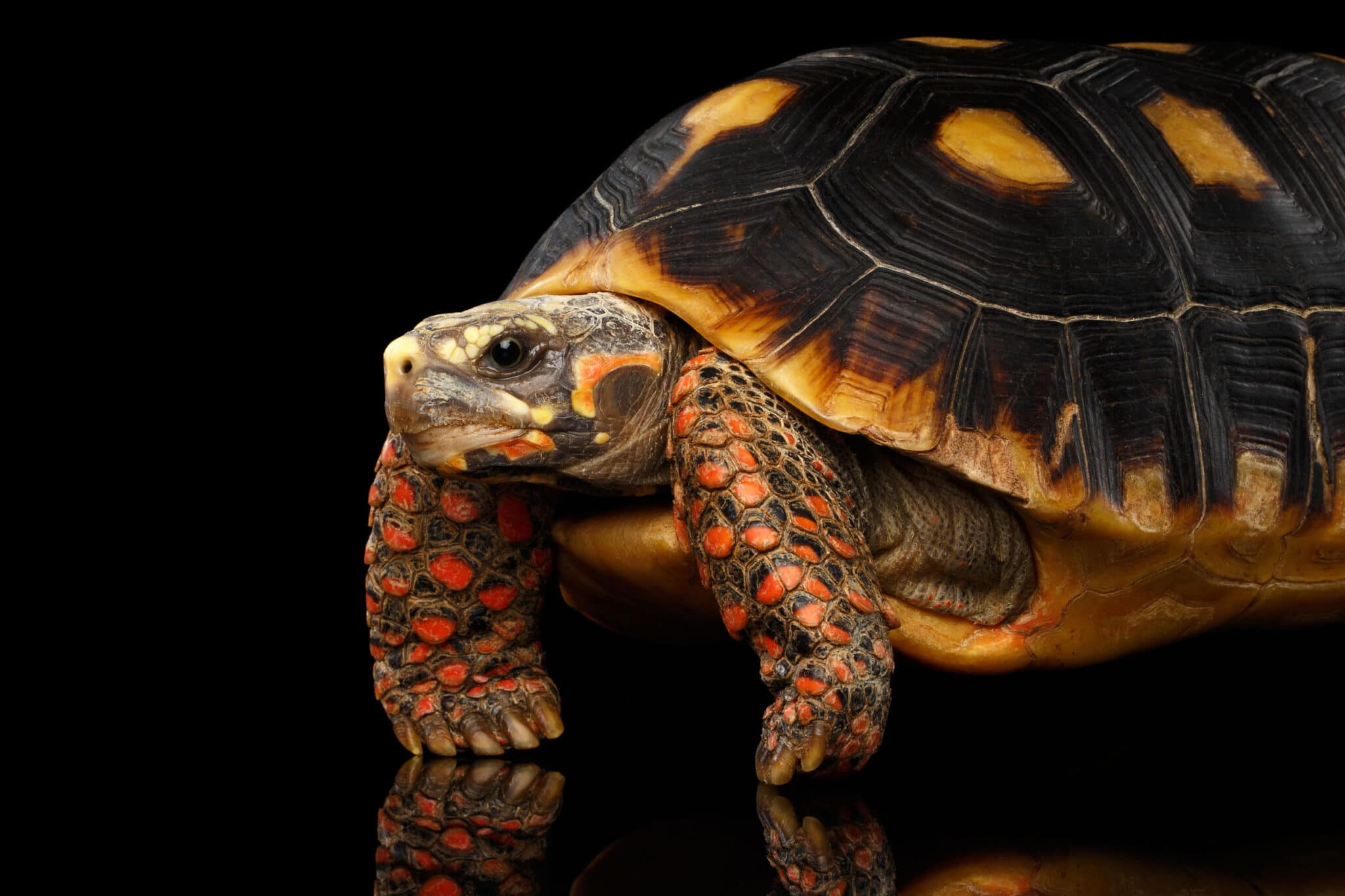 The Complete RedFooted Tortoise Care Guide Reptile School