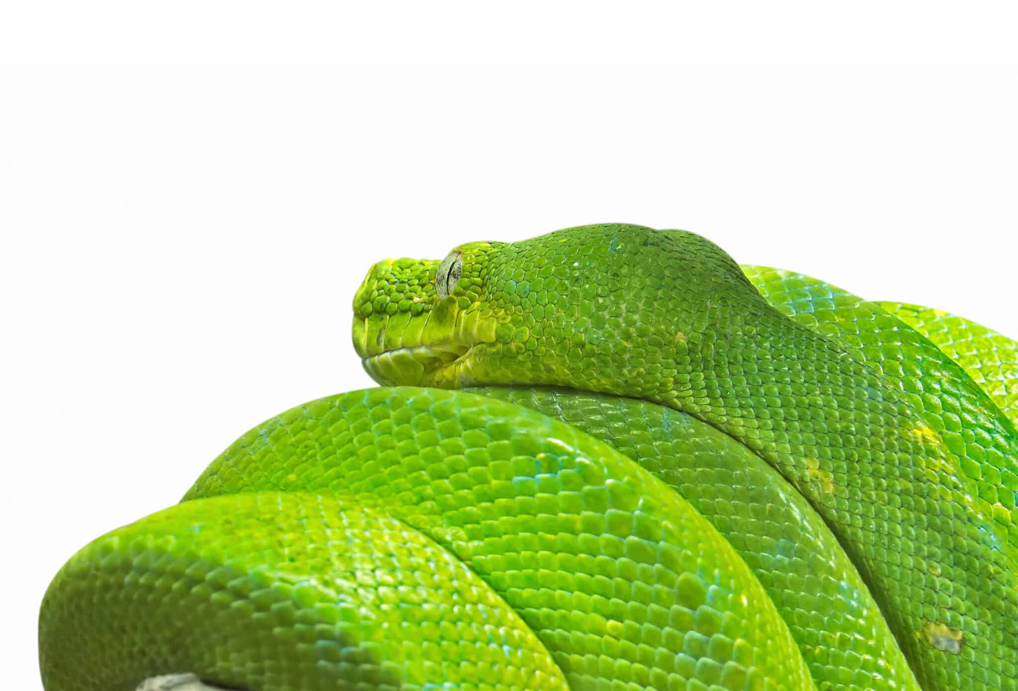 The Ultimate Green Tree Python Care Guide | Reptile School
