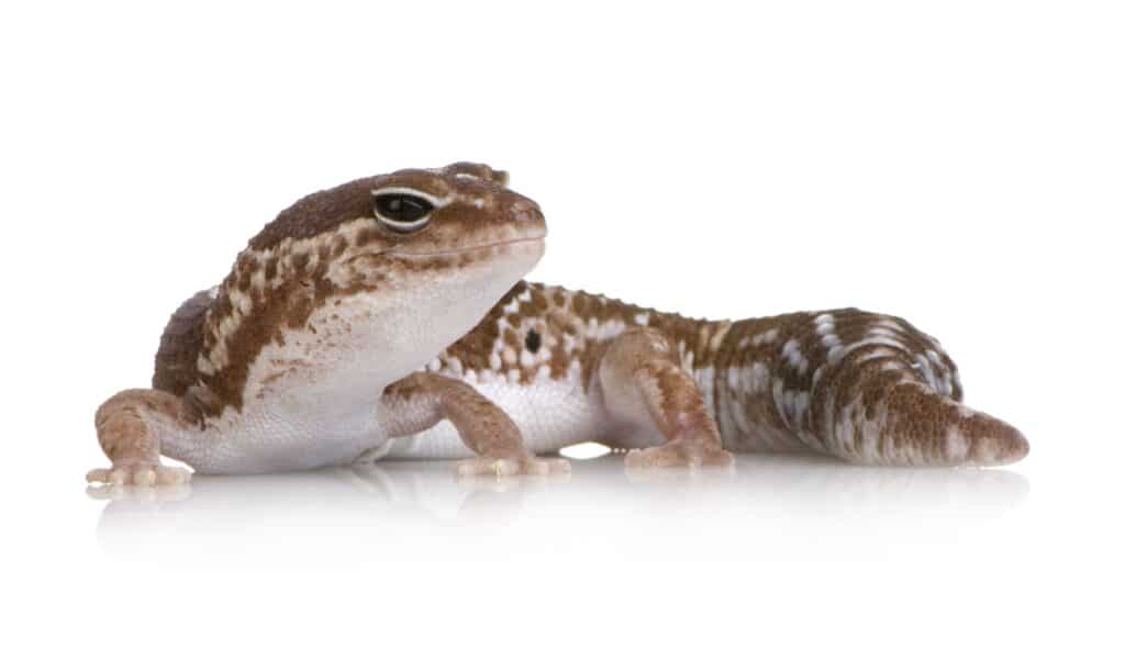 African Fat-Tailed Gecko Care