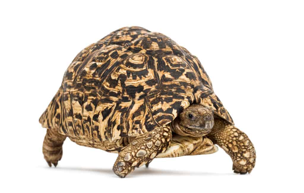 leopard tortoise care guide