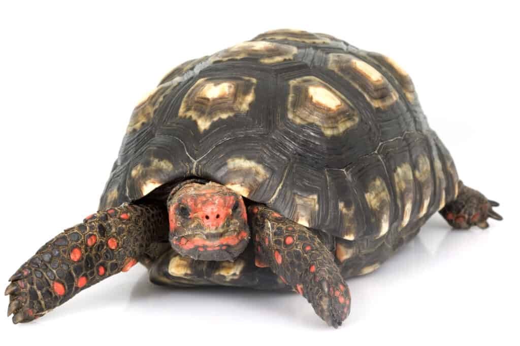 cherry head tortoise care
