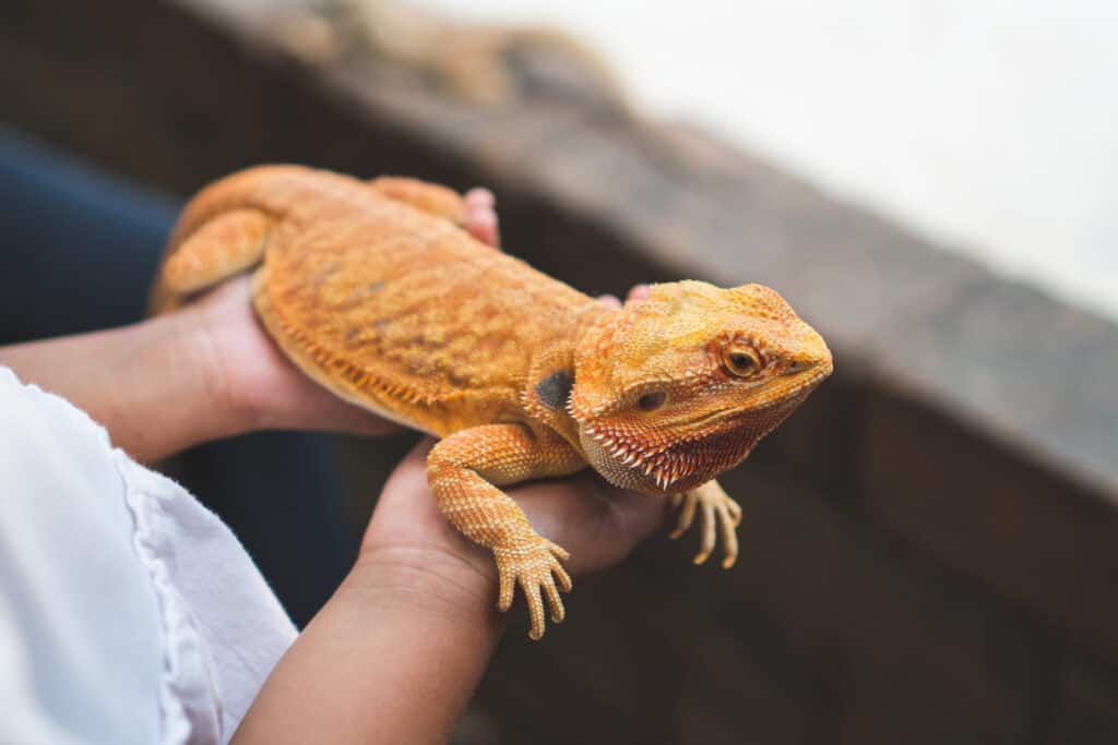 Are Lizards Safe As Pets?