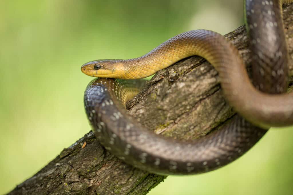 Do snakes live in trees?