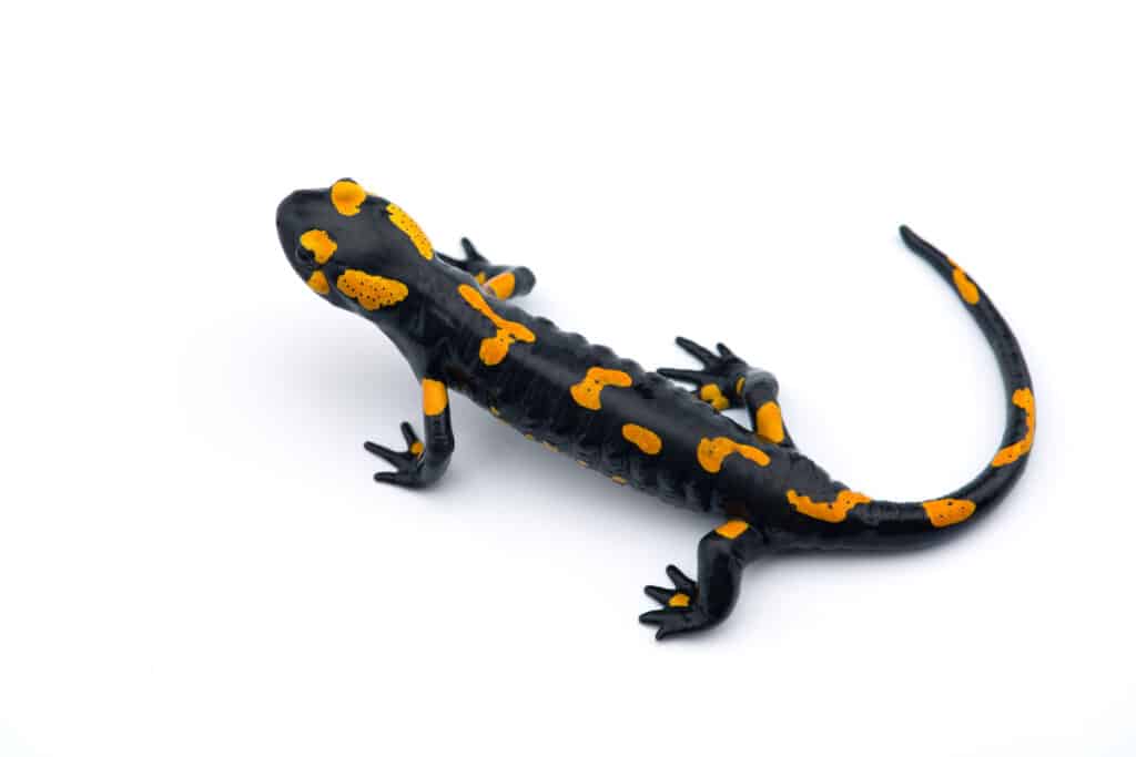 Salamander Vs Lizard