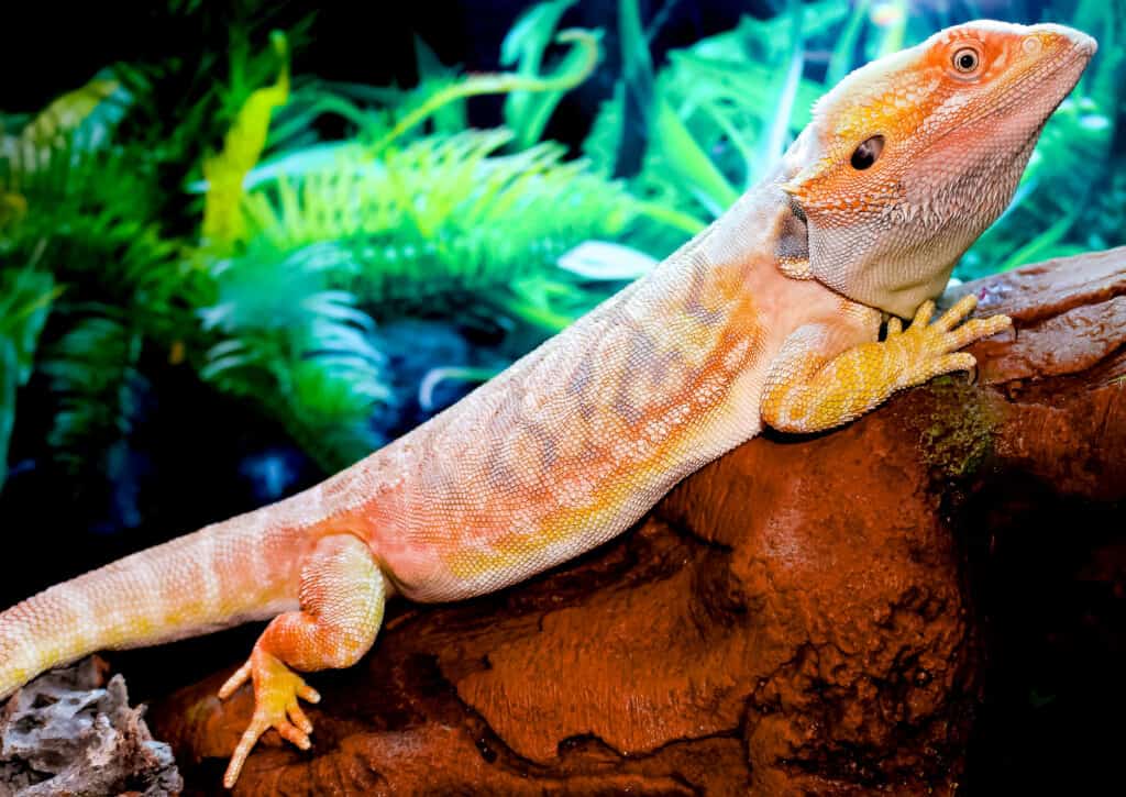 Are there blue bearded dragons?