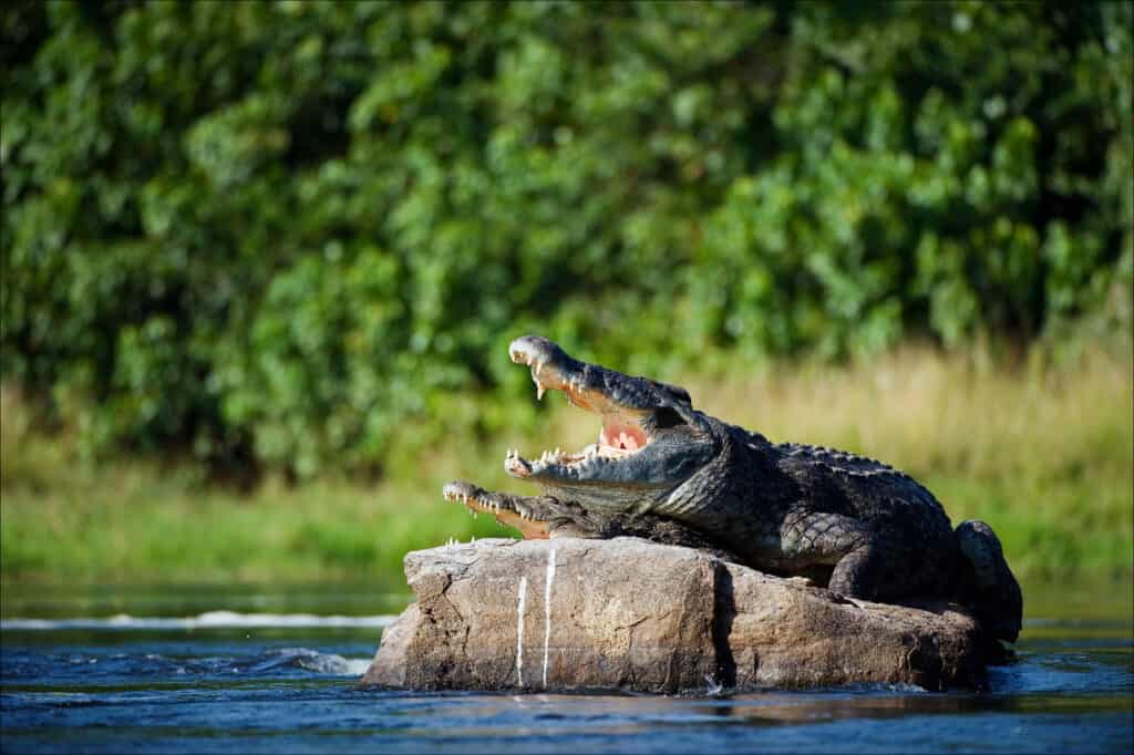 Are crocodiles reptiles?