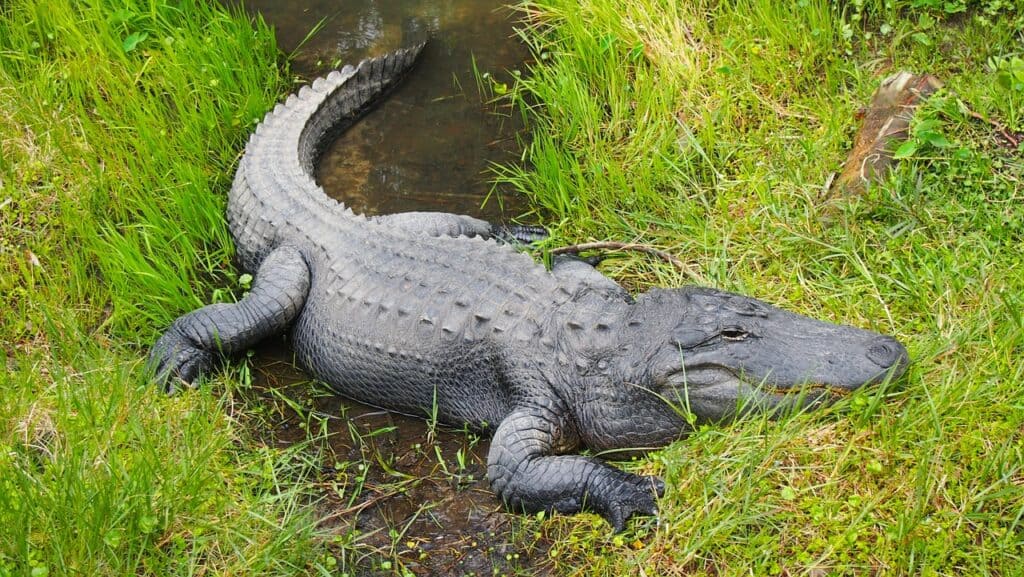 Are alligators reptiles?