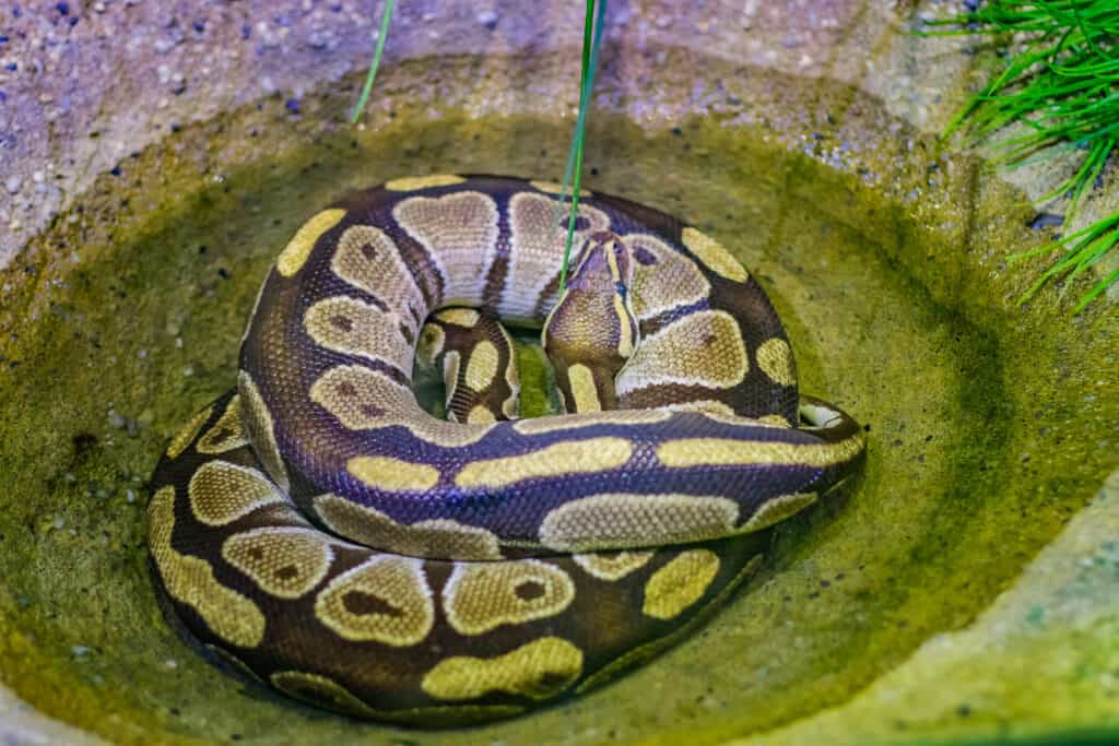 Can ball pythons swim?