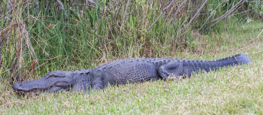 How big do alligators get?