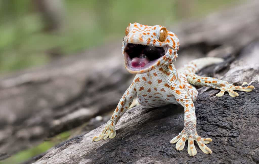 Is a gecko a lizard?