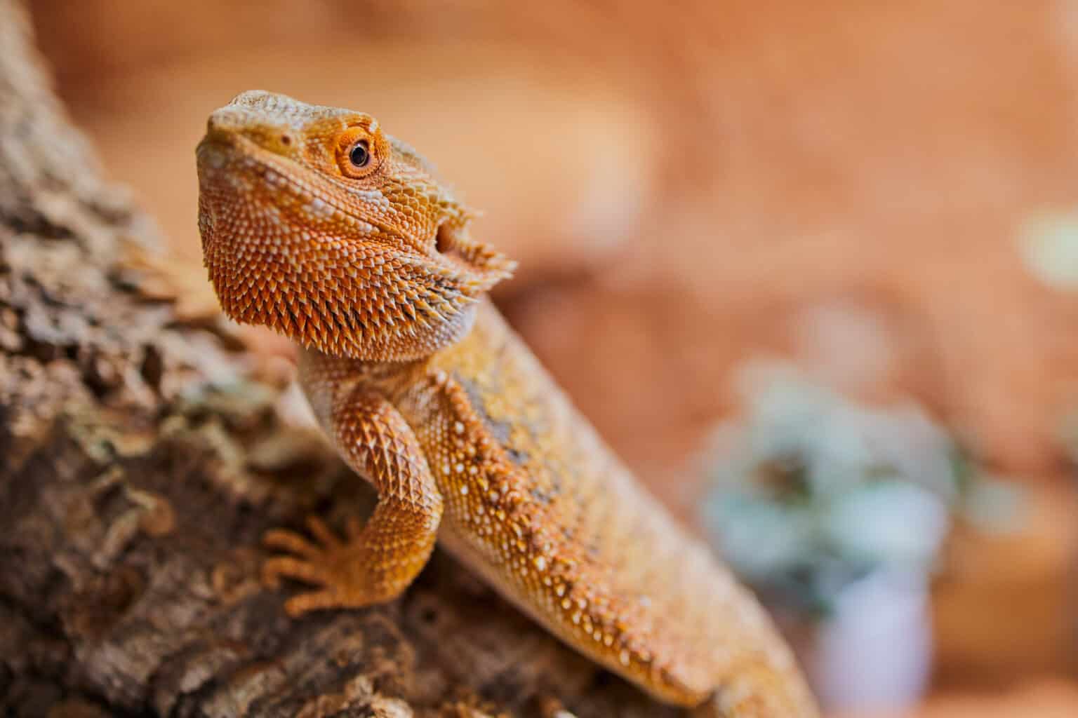 Sandfire Bearded Dragons A Complete Guide To The Sandfire Morph