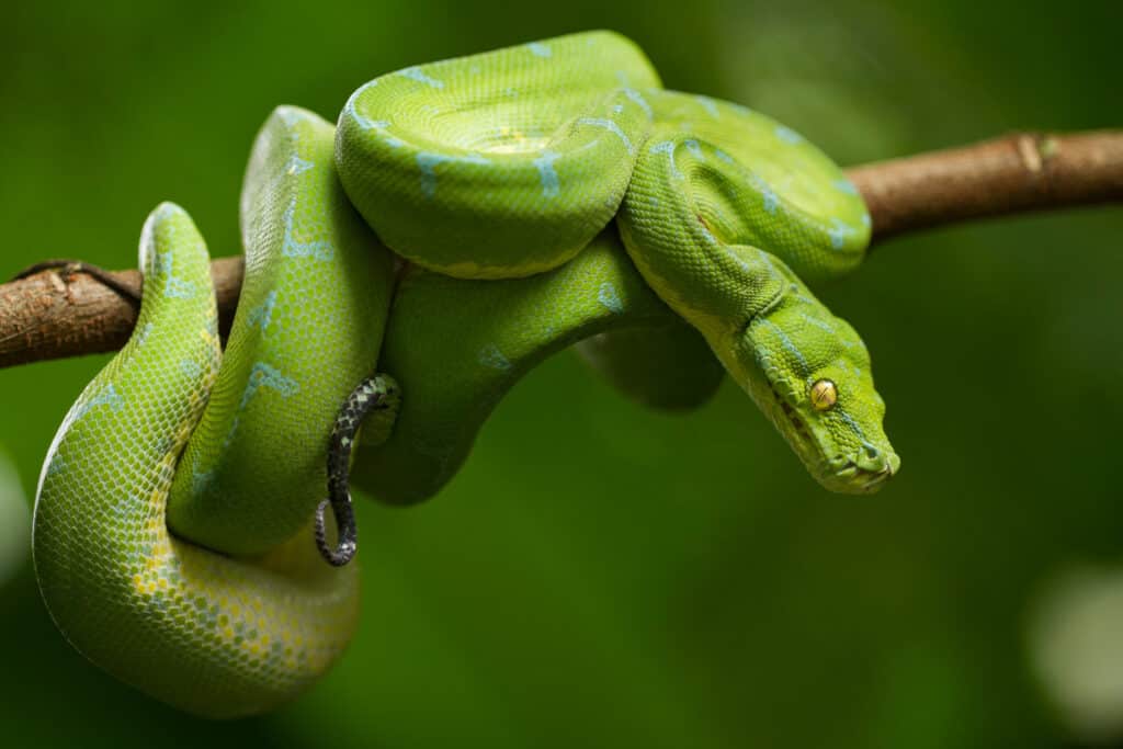 Are python venomous?