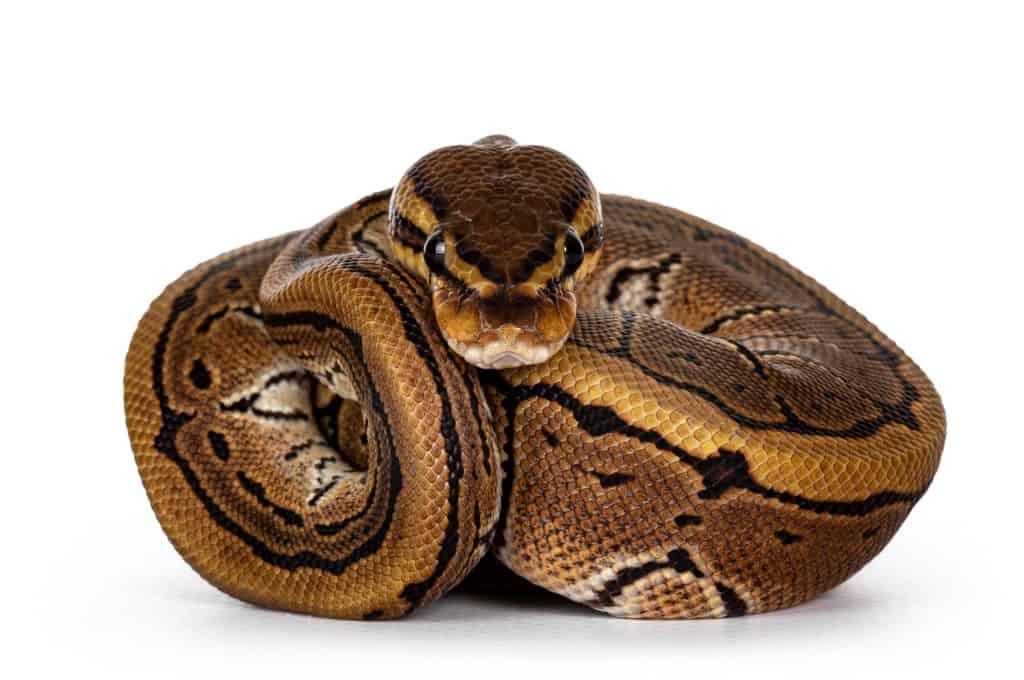 Are royal pythons and ball pythons the same?