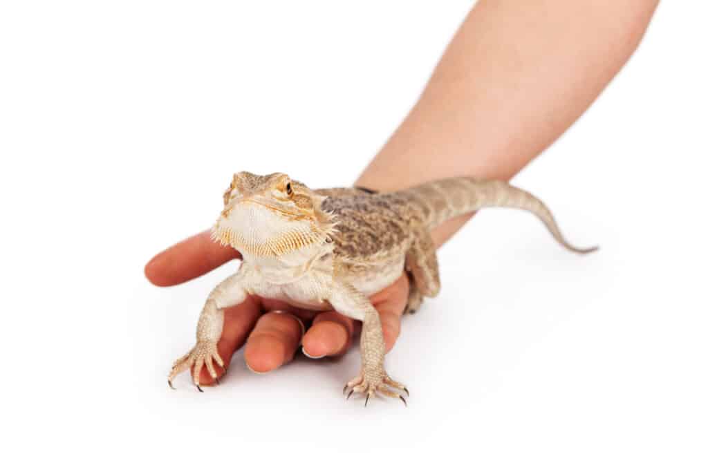 Do bearded dragons like being held?