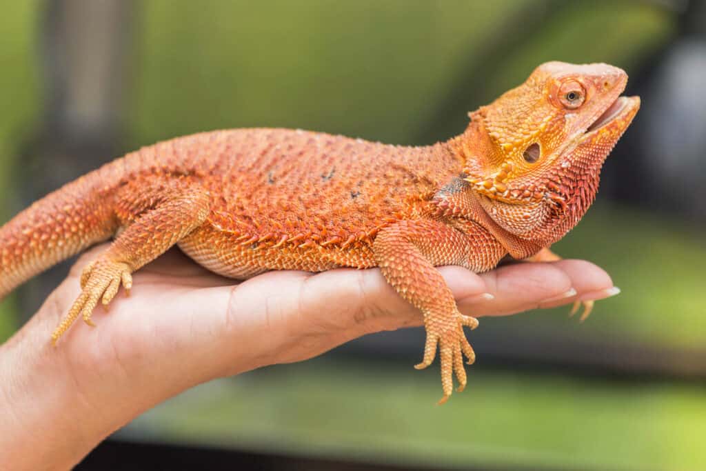 Are bearded dragons hard to care for?