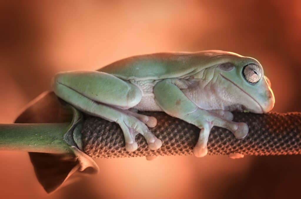 Where do frogs sleep?