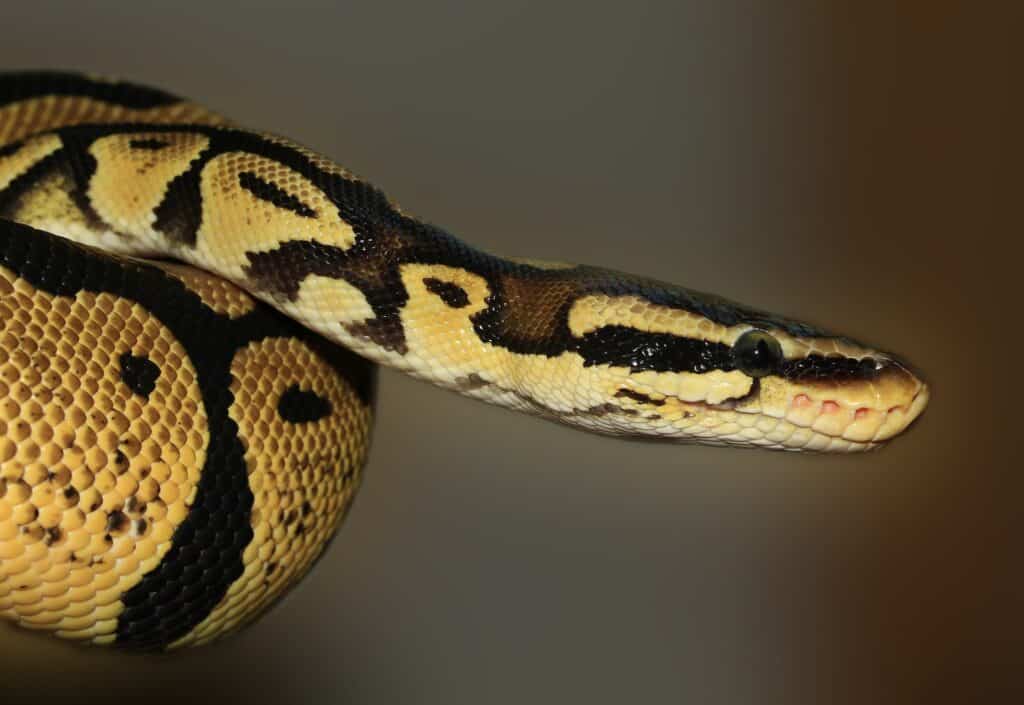 Are ball pythons venomous