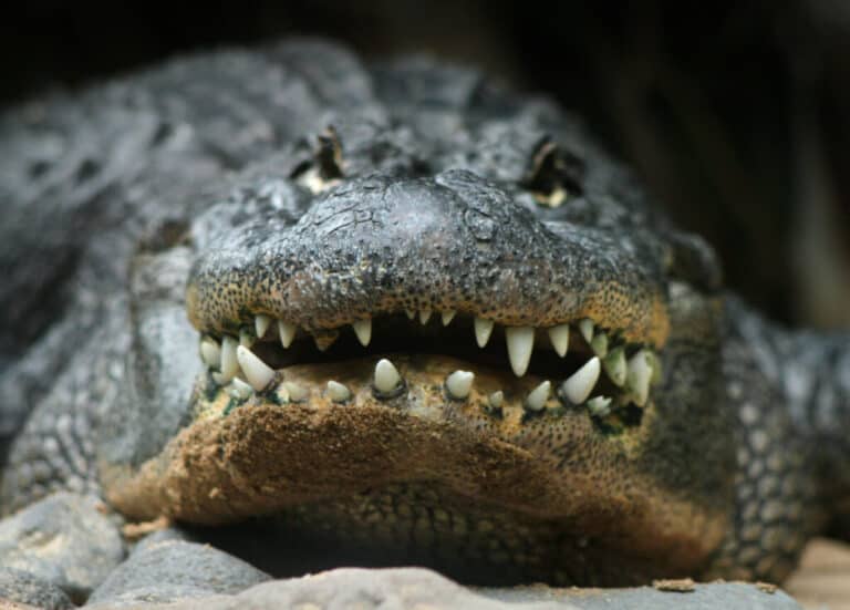 Can Crocodiles and Alligators Mate? Reptile School