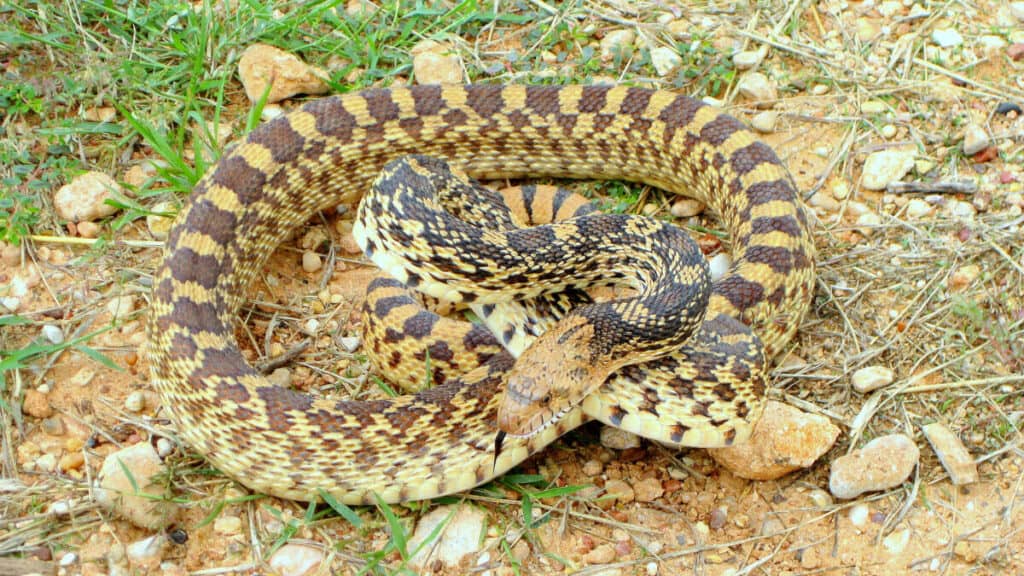Are Bull Snakes Venomous or Poisonous? Reptile School