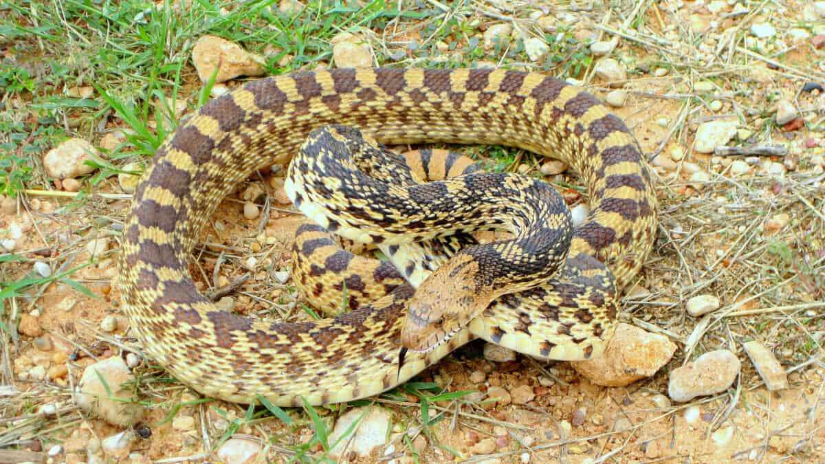 Are gopher snakes venomous? 